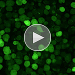 Single-cell imaging experiment video, B-cells noise.