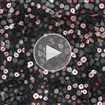 Single-cell imaging experiment video, T-cells noise.
